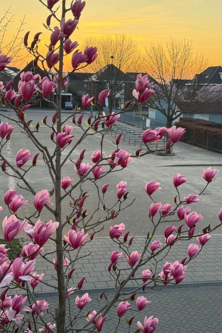 Grote Vuurvlinder 29
