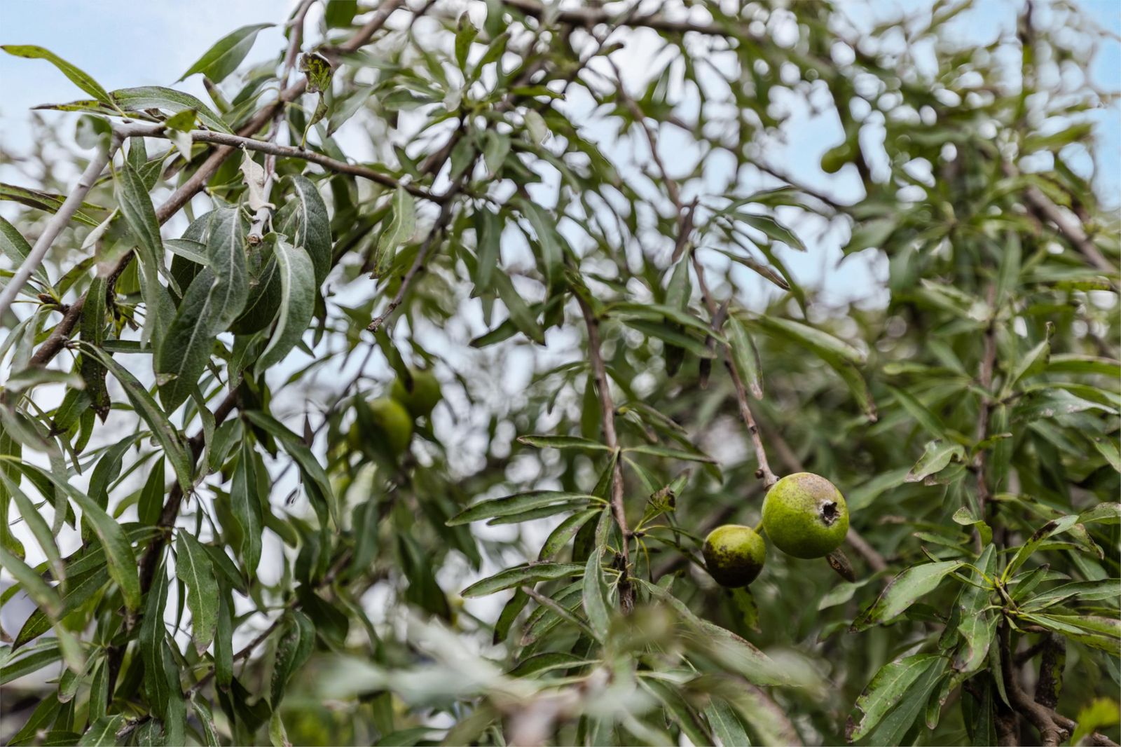 Stelling van Amsterdam 18