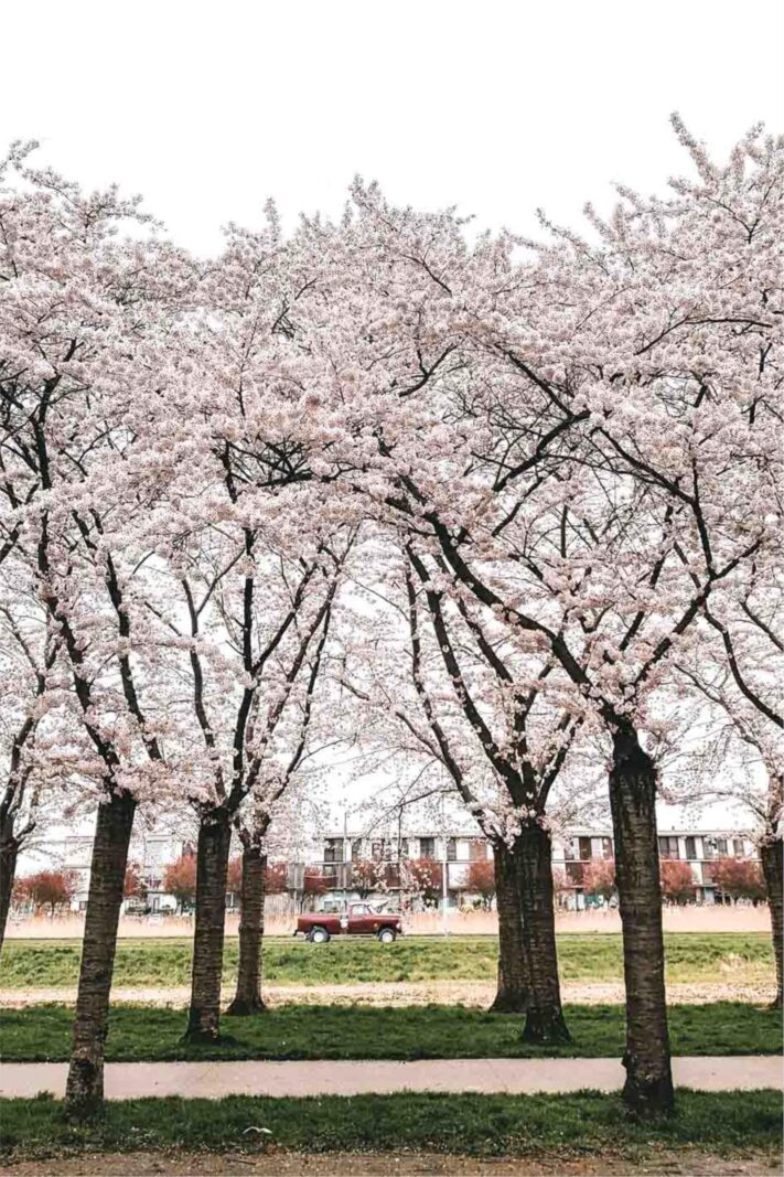 Terracottastraat 106