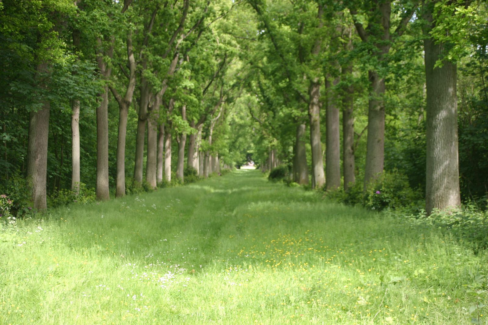 Ring 10