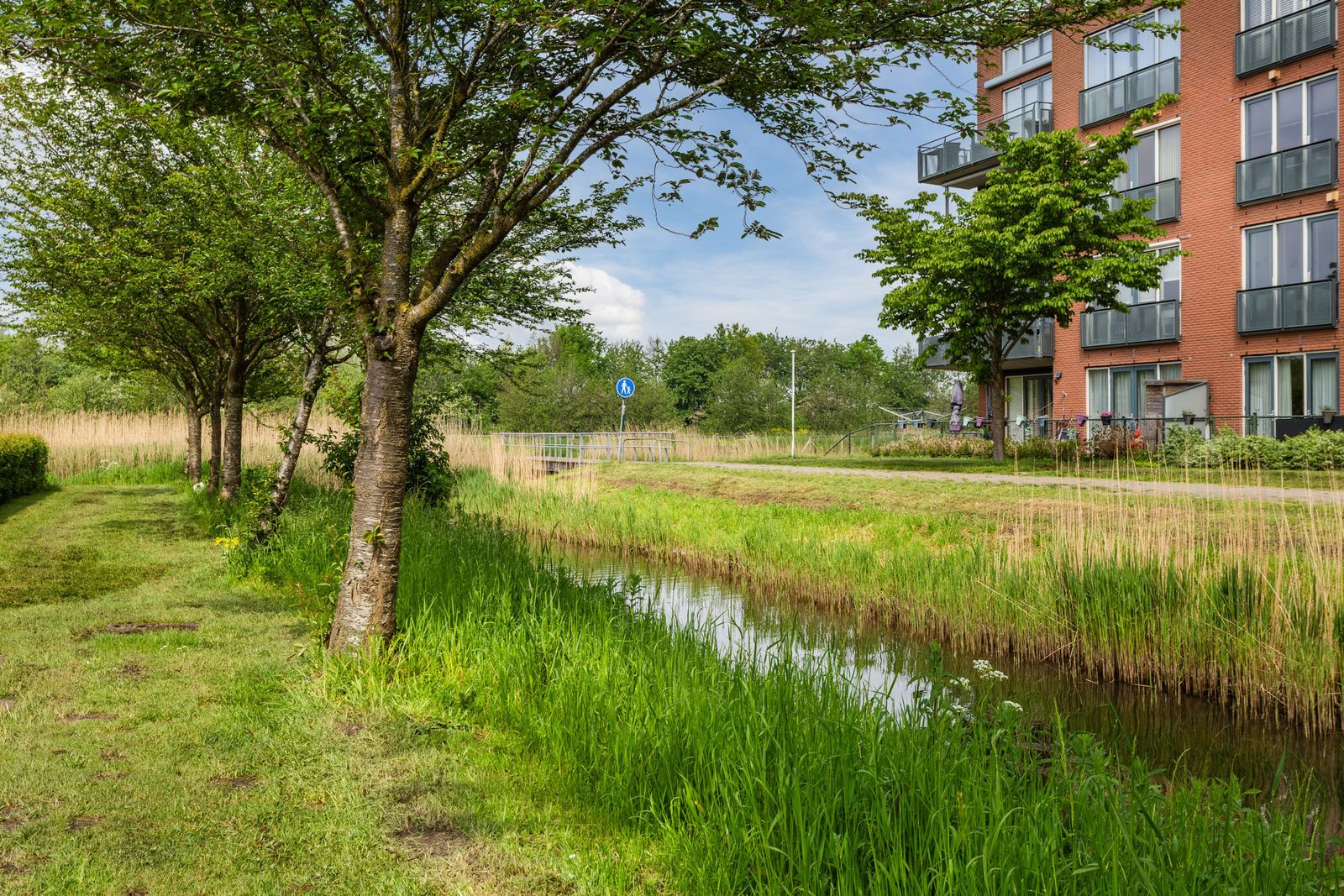 Korenbloem 6
