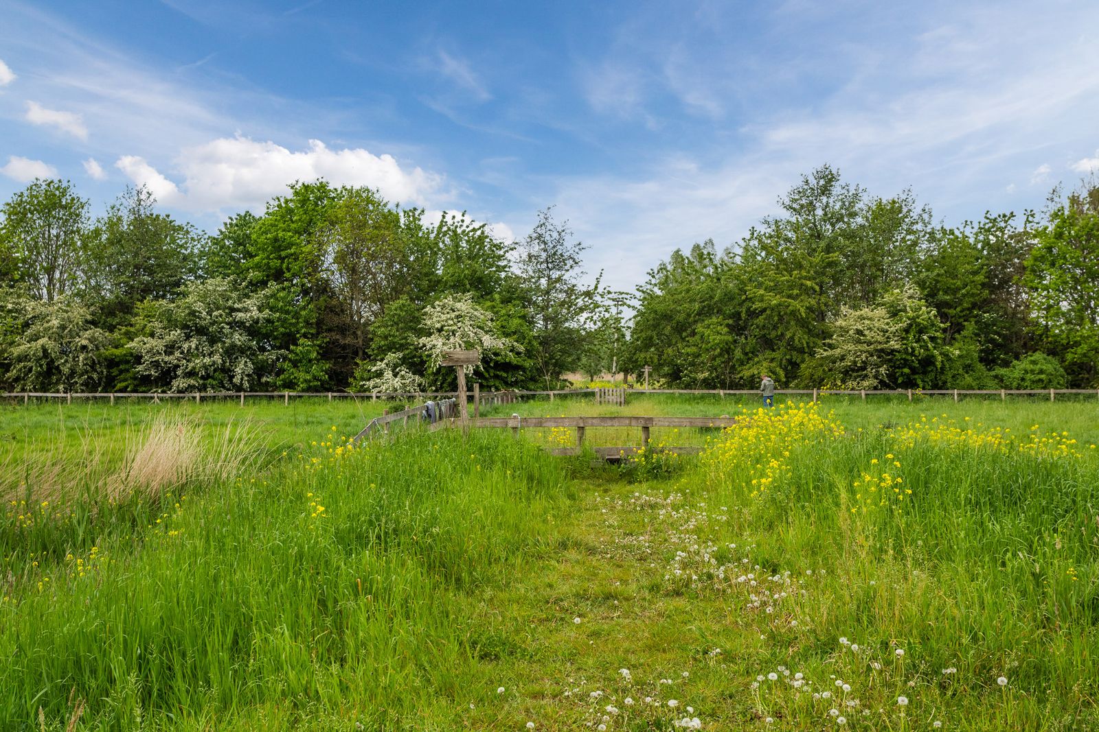 Korenbloem 6