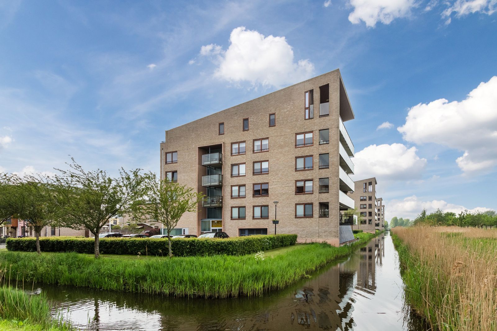 Korenbloem 6