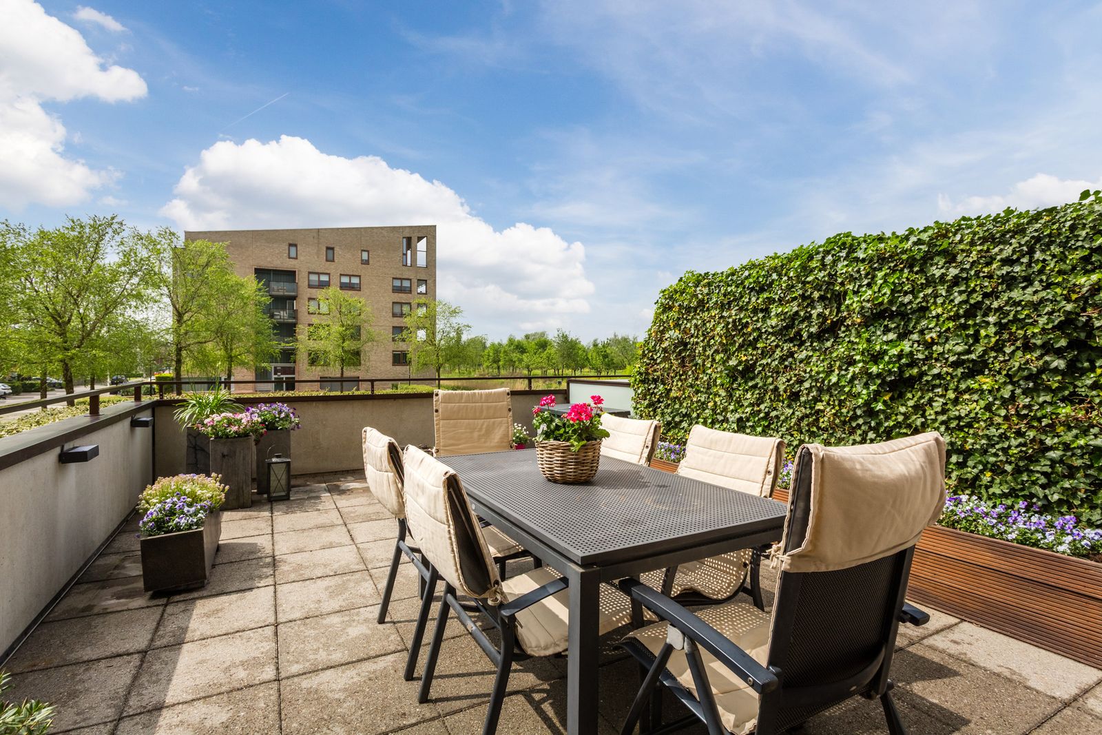 Korenbloem 6