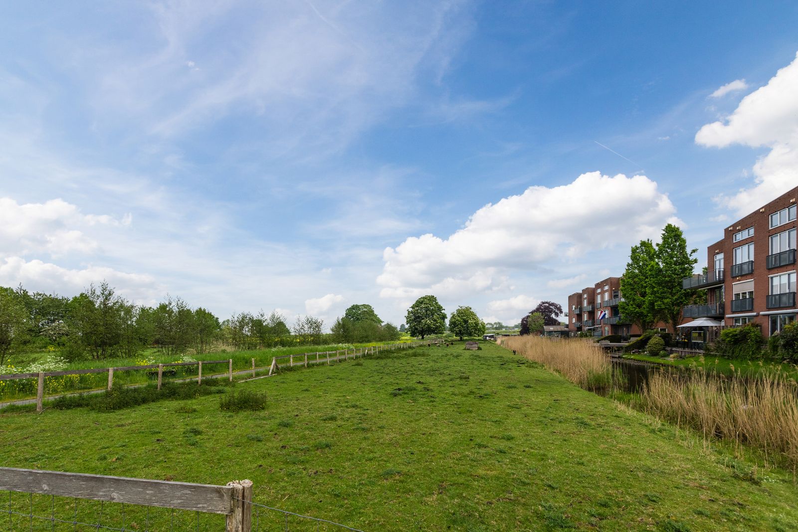 Korenbloem 6