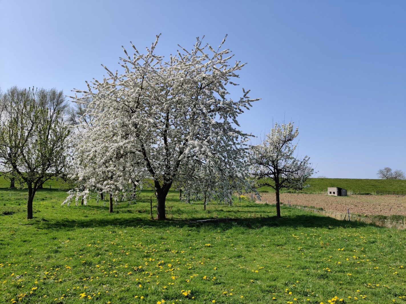 Waaldijk 38