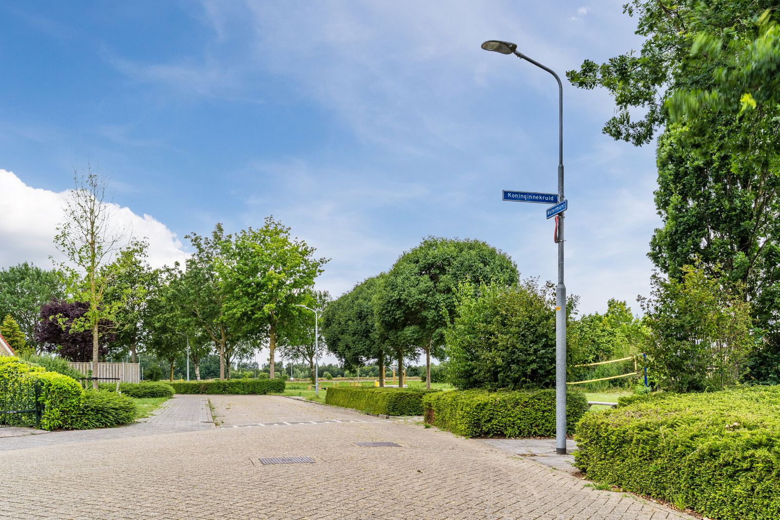 Koninginnekruid 10