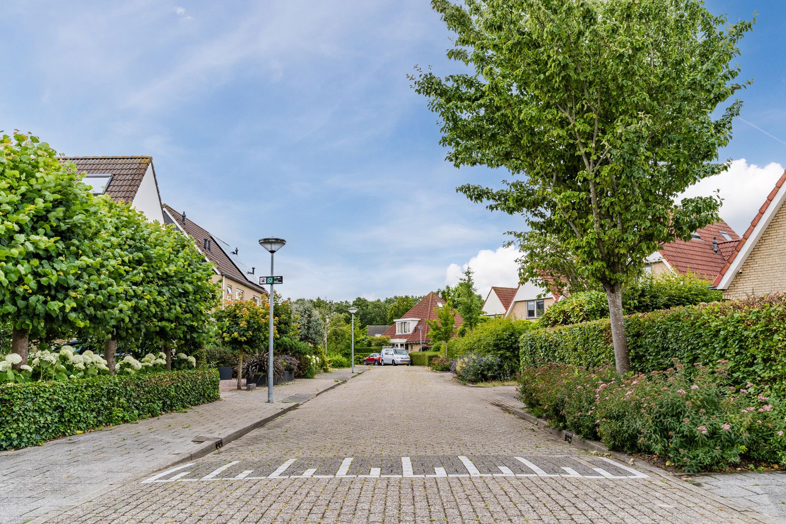 Koninginnekruid 10
