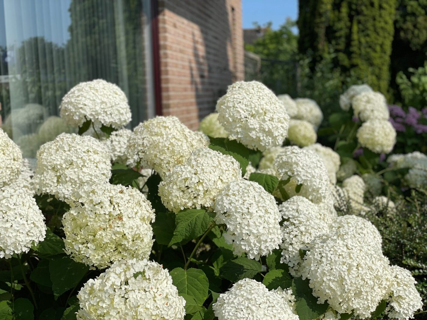 Molenweg 1A