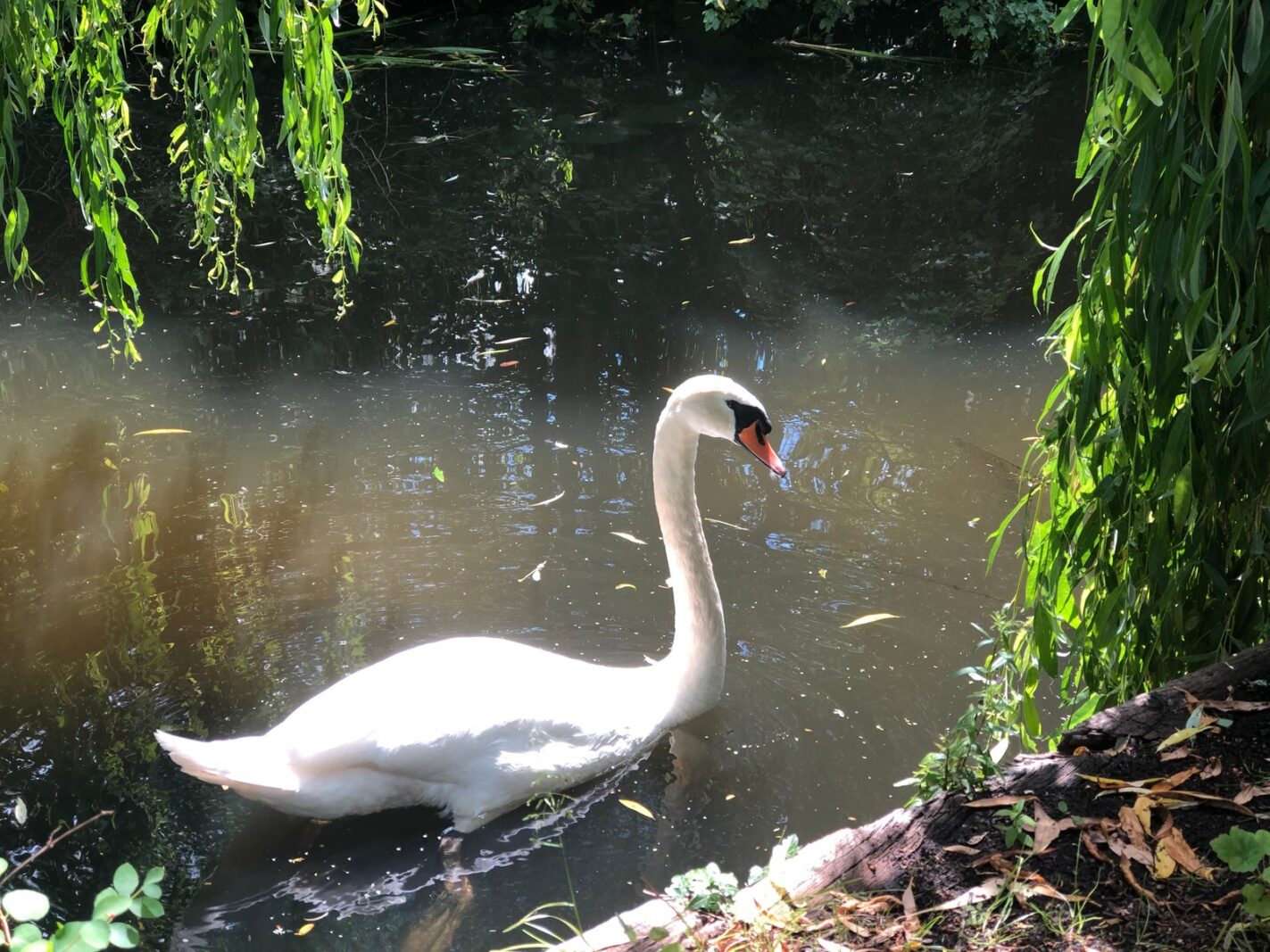 Goudwespmeent 79