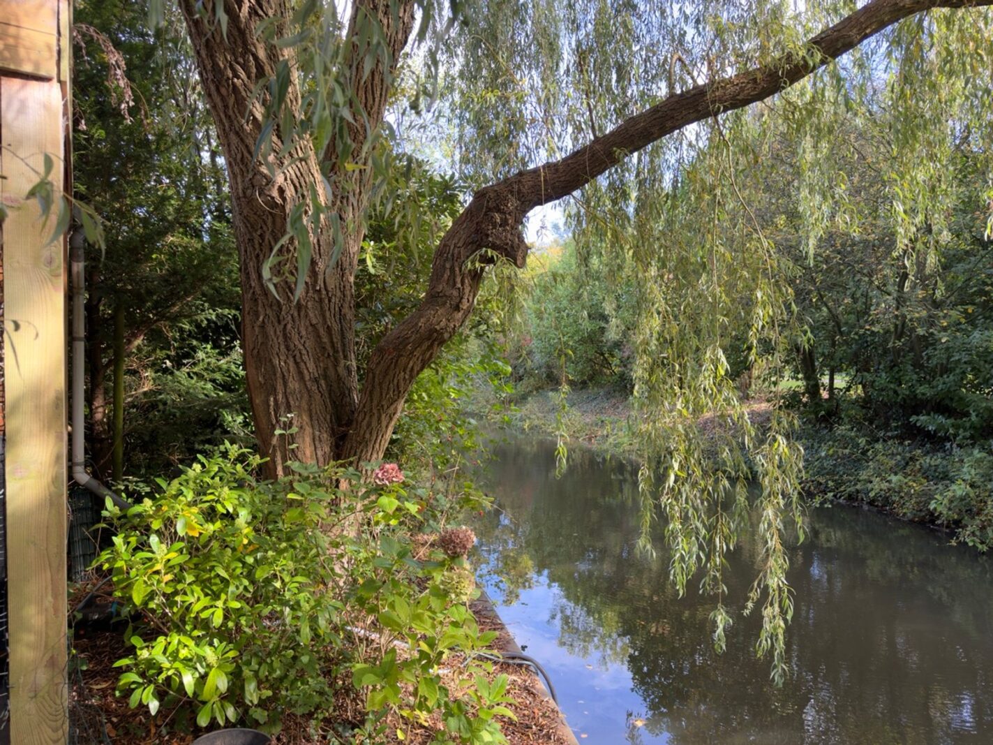 Goudwespmeent 79